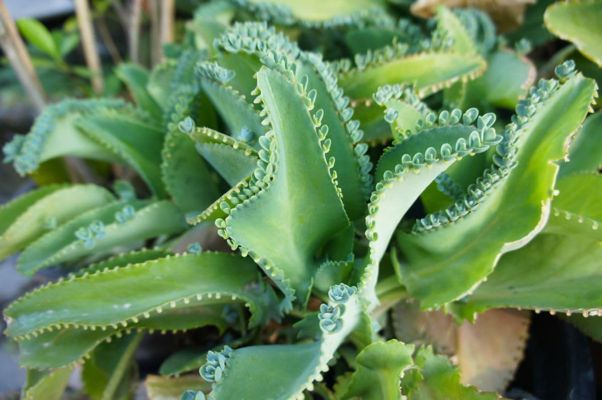 Kalanchoe Daigremontiana Seeds For Planting | Easy-Care Succulent