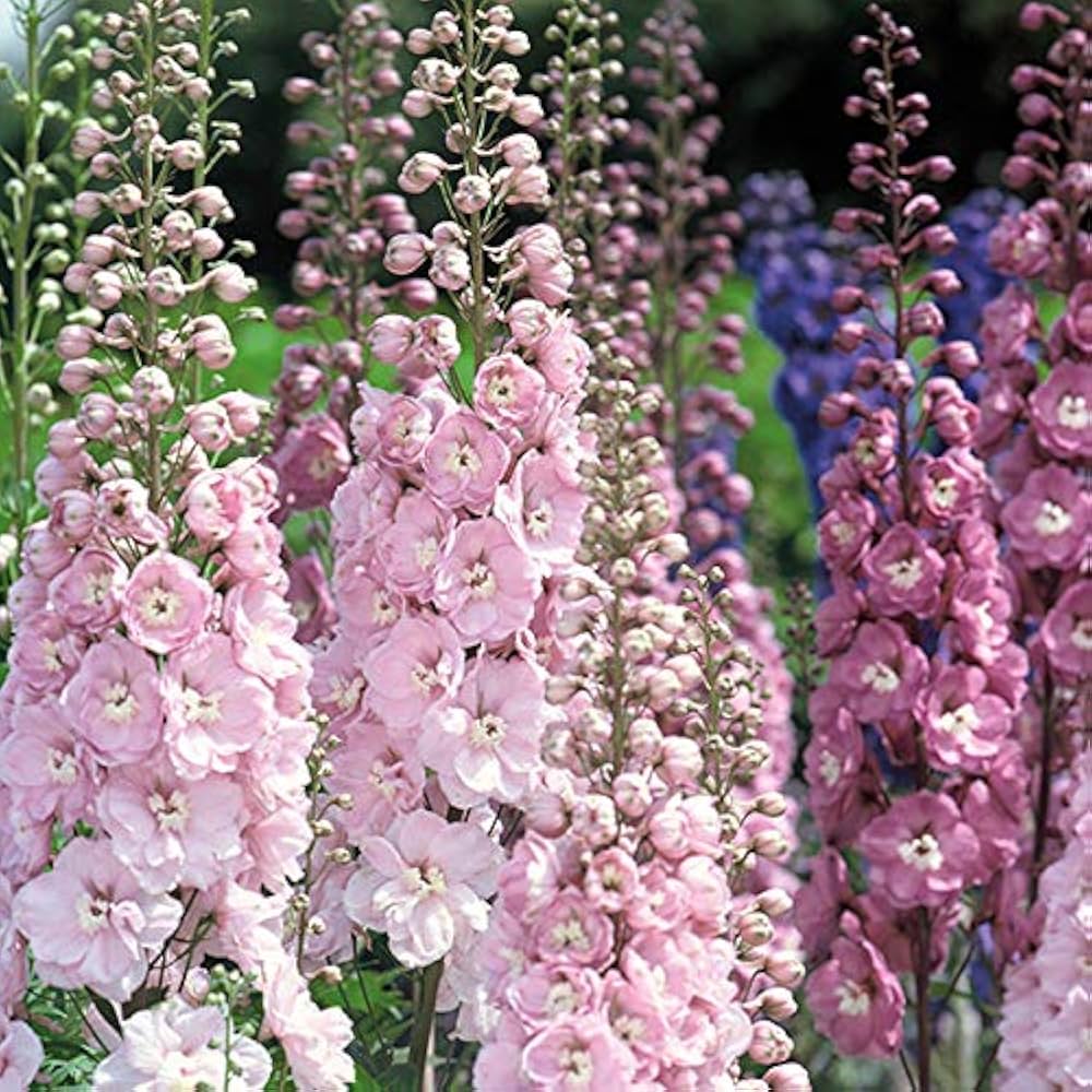 Delphinium flower plant for home garden planting
