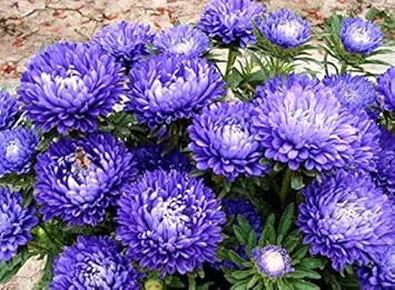 White Azalea Flower Seeds for Planting Pollinator Friendly Heirloom & GMO Free Seeds for Home Garden
 
 Sale for planting in home garden