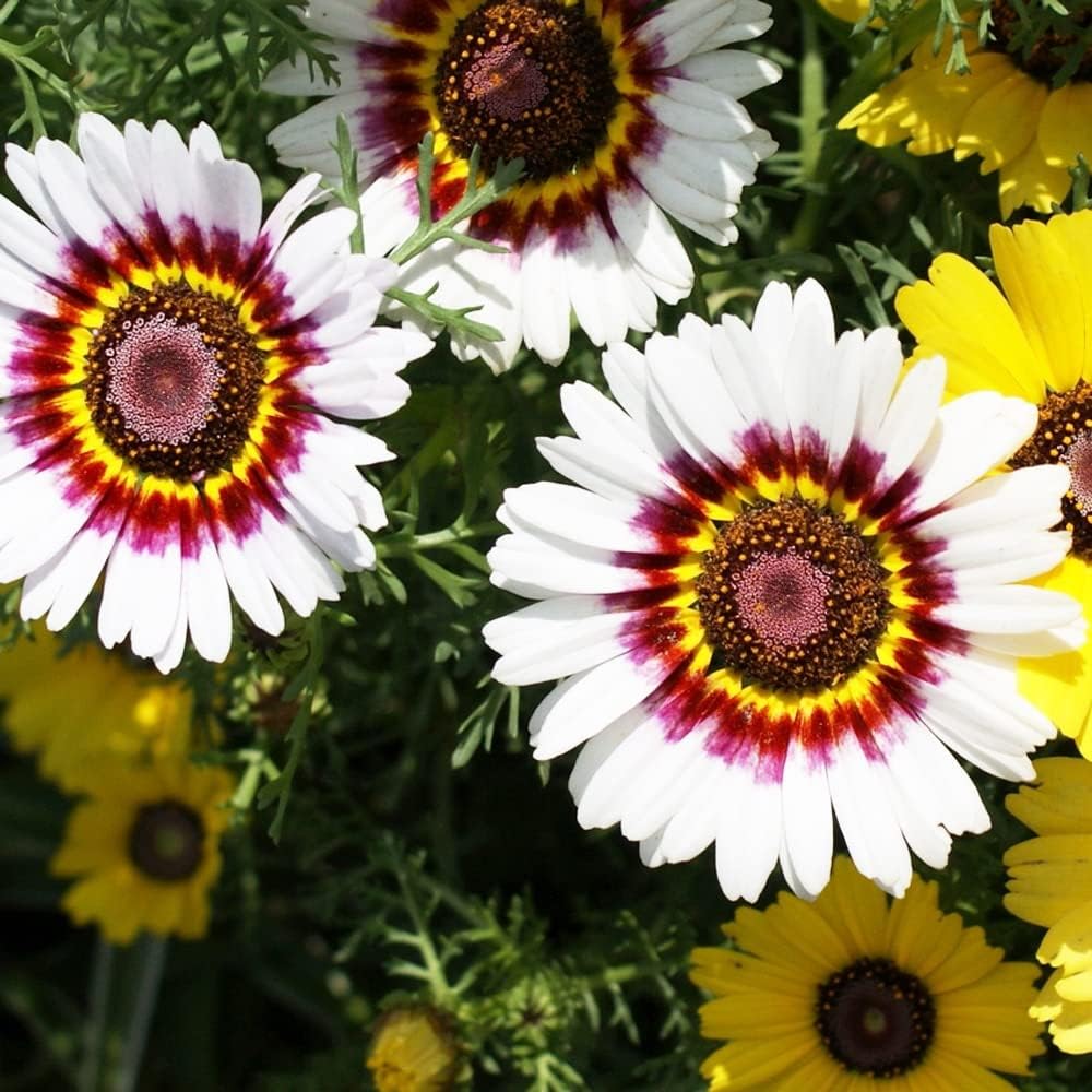 White Chrysanthemum Carinatum Flower seeds for Planting - Fragrant Blossoms, Heirloom & GMO Free Seeds for Home Garden
 
 Sale seeds for planting in home garden
