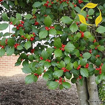 Red Ilex Opaca Planting Seeds - Seed Pack