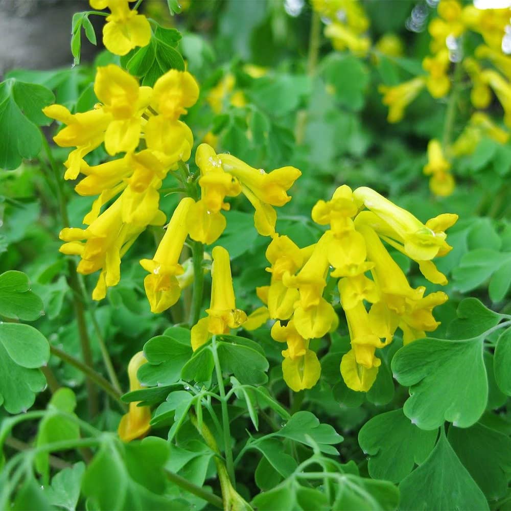 Corydalis Lutea Seeds for planting in rock garden