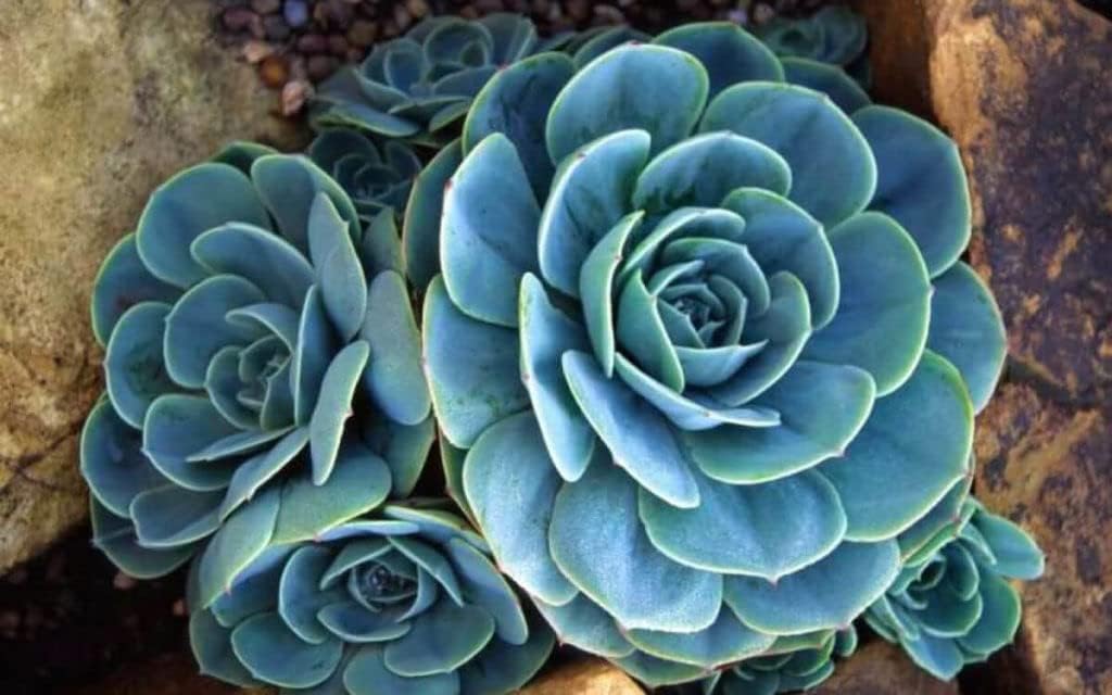 Sky Blue Succulent Flower seeds for Planting - Drought Tolerant, Heirloom & GMO Free Seeds for Home Garden
 
 Sale for planting in home garden