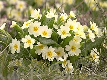 Dark Purple Hibiscus Flower Seeds for Planting Pollinator Friendly Heirloom & GMO Free Seeds for Home Garden
 
 Sale for planting in home garden