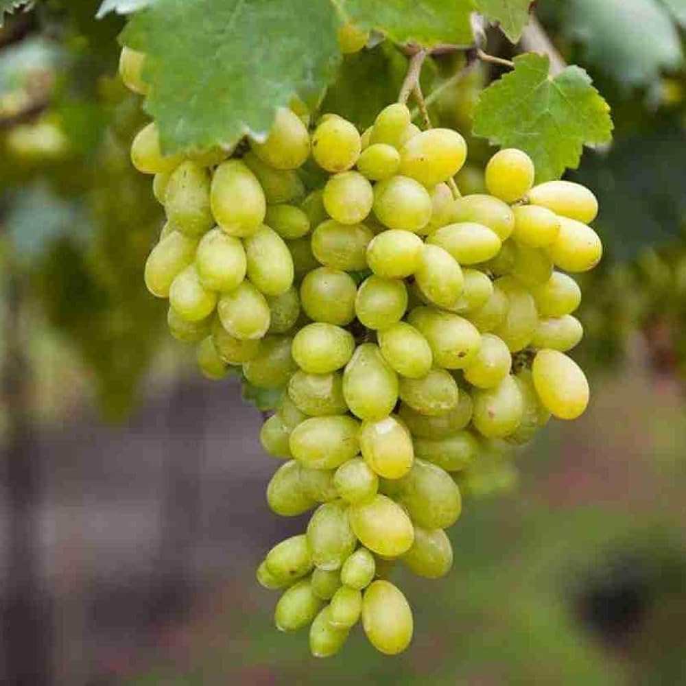 Water Grape Fruit Vitis vinifera for planting in urban garden