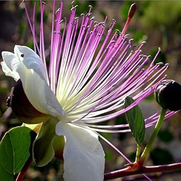 White Pink Capparis Spinosa Flower seeds for Planting - Drought Tolerant, Heirloom & GMO Free Seeds for Home Garden
 
 Sale seeds for home garden