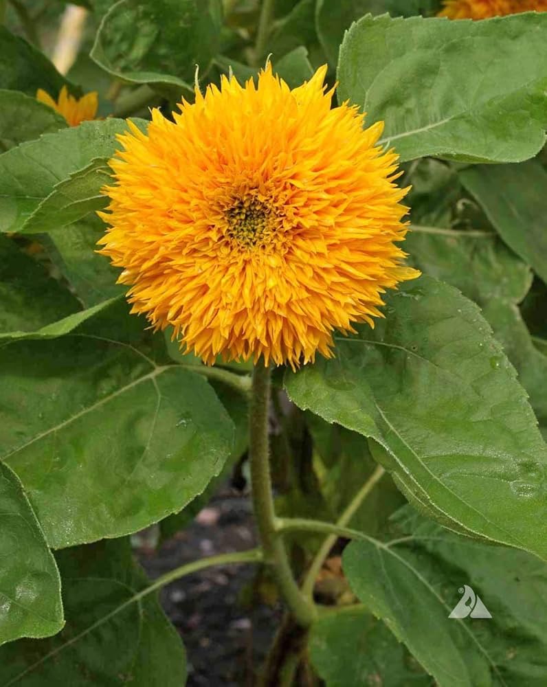 Gold Sunflower Helianthus annuus for planting in flower bed