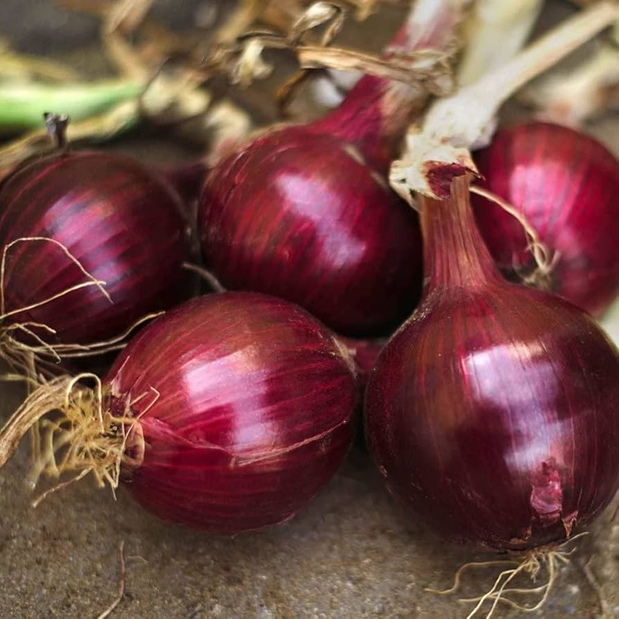 Burgundy Red Onion Allium cepa for planting in kitchen garden