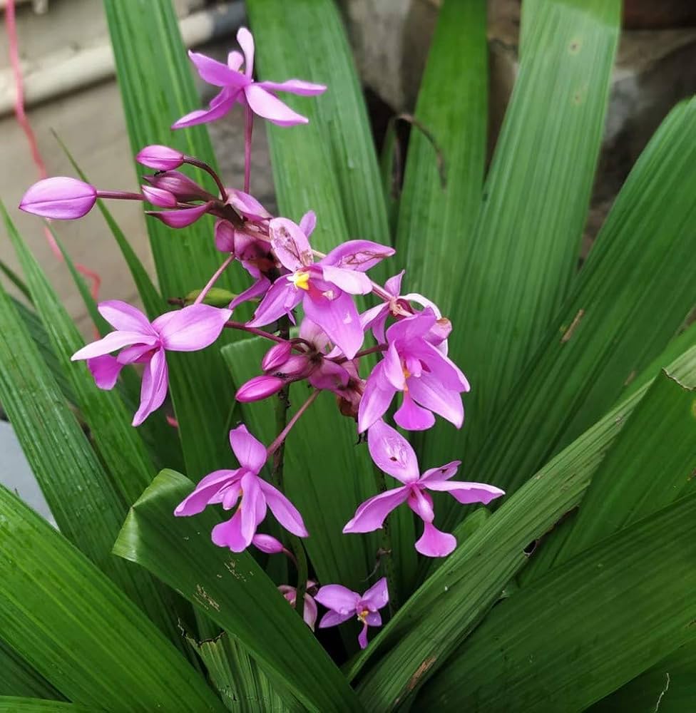 Mixed Orchid Flower Seeds For Easy Planting