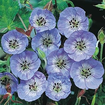 Yellow Rainbow Rose Flower Seeds for Planting NonGMO Heirloom Garden Seeds for Growing Easy to Grow 
 
 Sale for planting in home garden