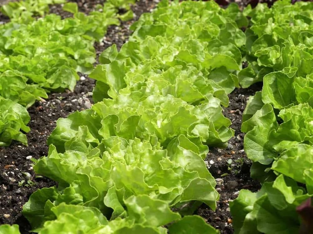 Salad Mixed greens for planting in flower bed or vegetable patch