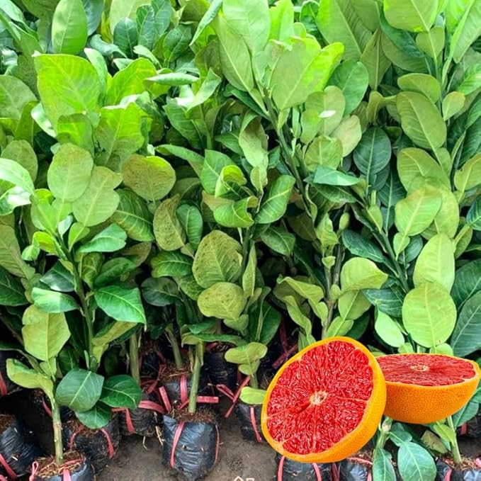 Grapefruit Citrus x paradisi for planting in home garden