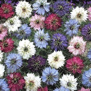 Nigella Persian Flower seeds for Planting - Wildflower Mix, Heirloom & GMO Free Seeds for Home Garden
 
 Sale for planting in home garden