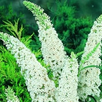 Violet Freesia Flower Seeds for Planting Sun Loving Heirloom & GMO Free Seeds for Home Garden
 
 Sale for planting in home garden