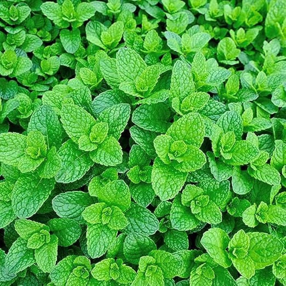 Refreshing Green Mint Seeds For Easy Planting Vegetable Seeds