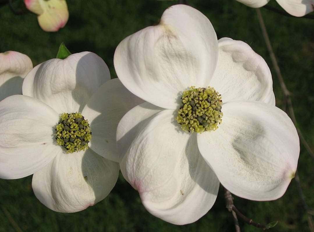 Cornus Flower seeds for Planting - Fragrant Blossoms, Heirloom & GMO Free Seeds for Home Garden
 
 Sale for planting in home garden.