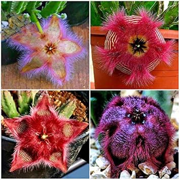 Stapelia Pulchella Succulent Flower seeds for Planting - Hardy Variety, Heirloom & GMO Free Seeds for Home Garden
 
 Sale seeds for home garden