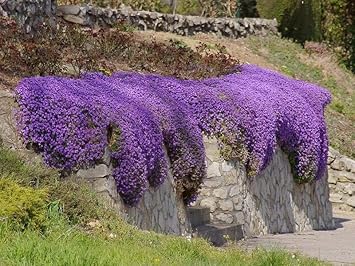 Green White Primula Flower Seeds – Seasonal Bloomer Heirloom & NonGMO for Home Garden
 
 Sale for planting in home garden