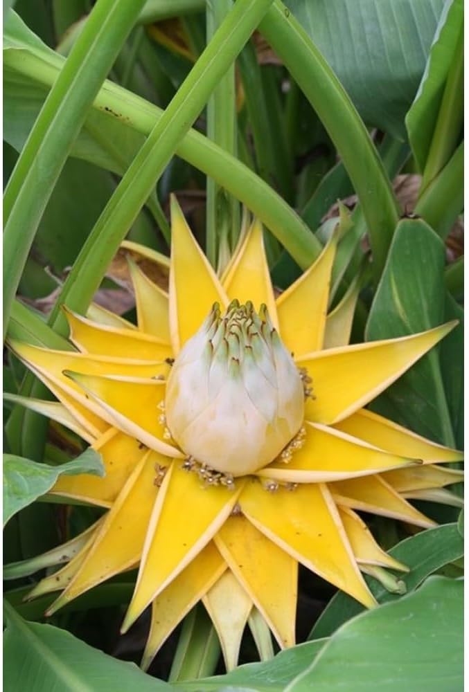 White Musella Lasiocarpa Flower seeds for Planting - Hardy Variety, Heirloom & GMO Free Seeds for Home Garden
 
 Sale for planting in home garden.