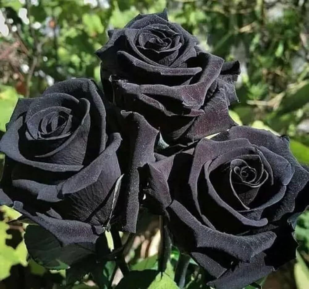 Black Rose Seeds for dark, elegant garden blooms
