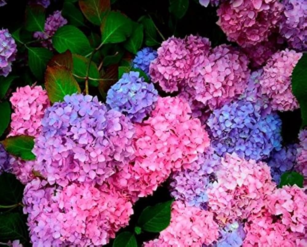 Hydrangea Hydrangea spp. for planting in landscaping