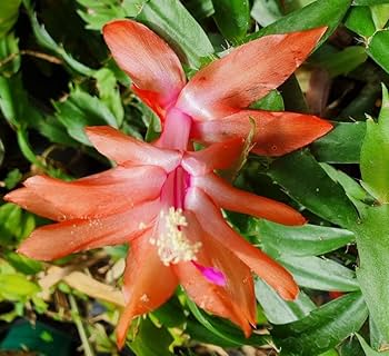 Christmas Cactus Flower seeds for Planting - Hardy Variety, Heirloom & GMO Free Seeds for Home Garden
 
 Sale seeds for home garden