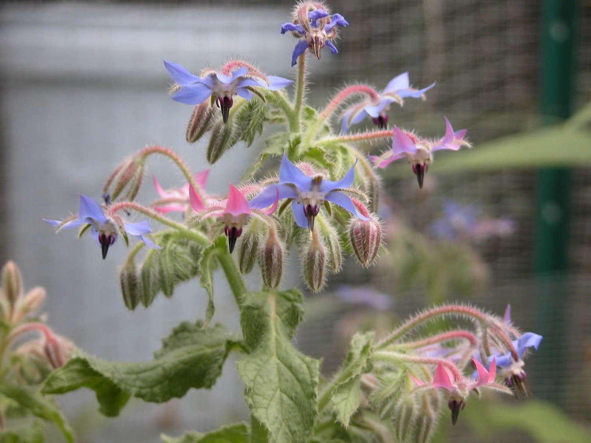 Mixed Borago Flower seeds for Planting - Easy to Grow, Heirloom & GMO Free Seeds for Home Garden
 
 Sale seeds for planting in home garden
