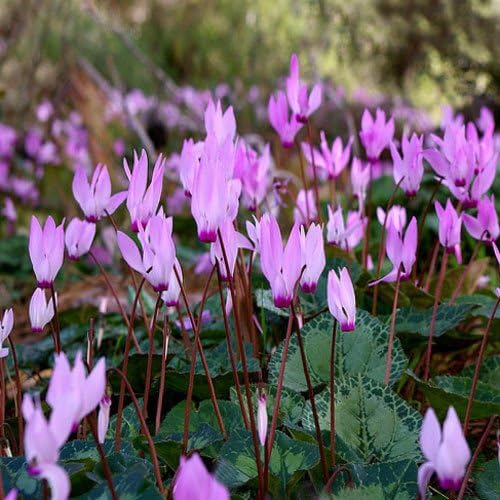 Violet (Violet Cyclamen) seeds for planting in home garden