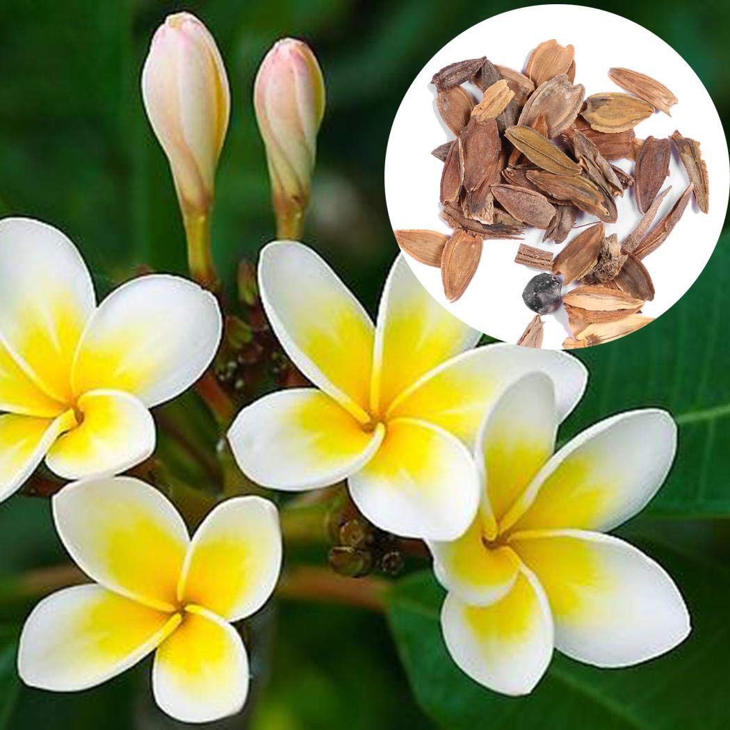 Yellow White Frangipani Flower Seeds Planting