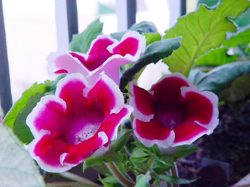 Gloxinia Sinningia speciosa for planting in indoor garden