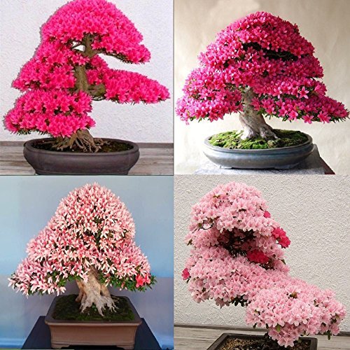 Rare Light Mixed Japanese Rose Bonsai seeds for bonsai