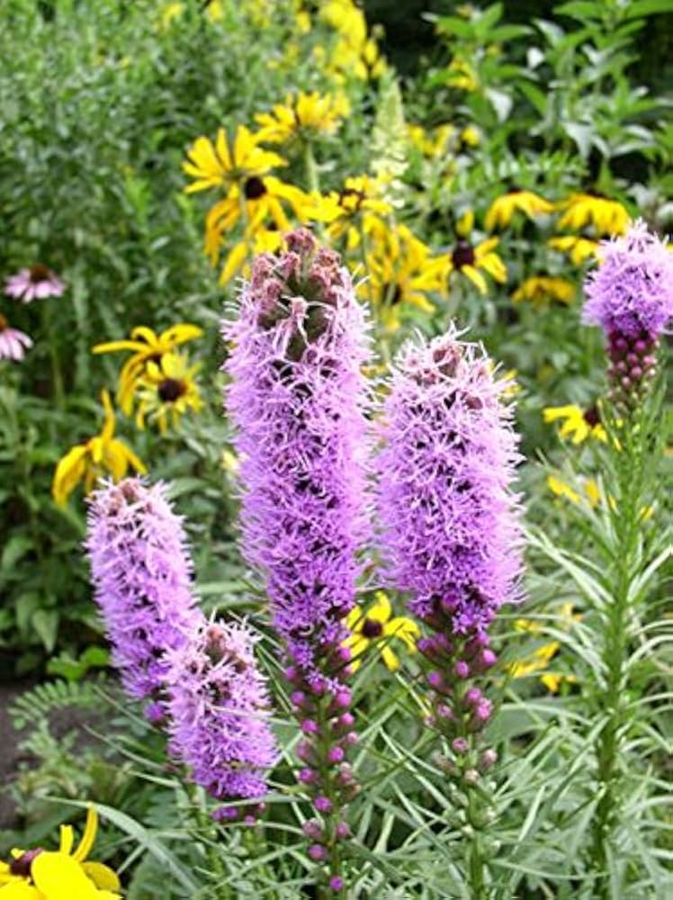 Blazing Star Liatris spicata Seeds for planting in flower bed