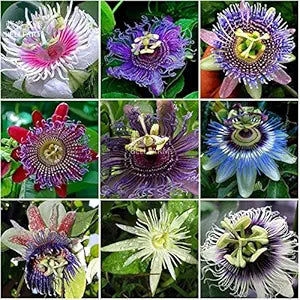 Passiflora Passiflora spp for planting in flower bed