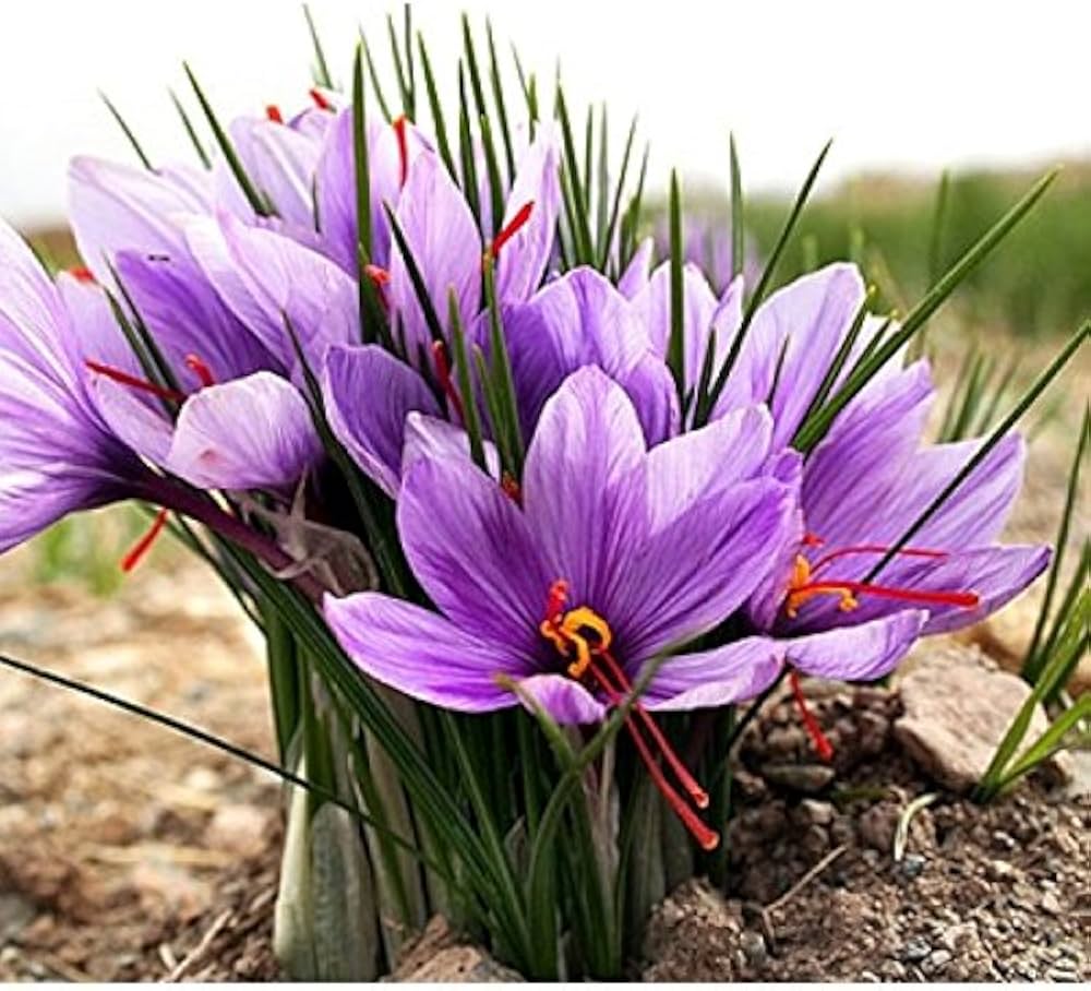 Hatsuga Saffron Crocus Mixed Flower seeds for Planting - Sun Loving, Heirloom & GMO Free Seeds for Home Garden
 
 Sale for planting in home garden.