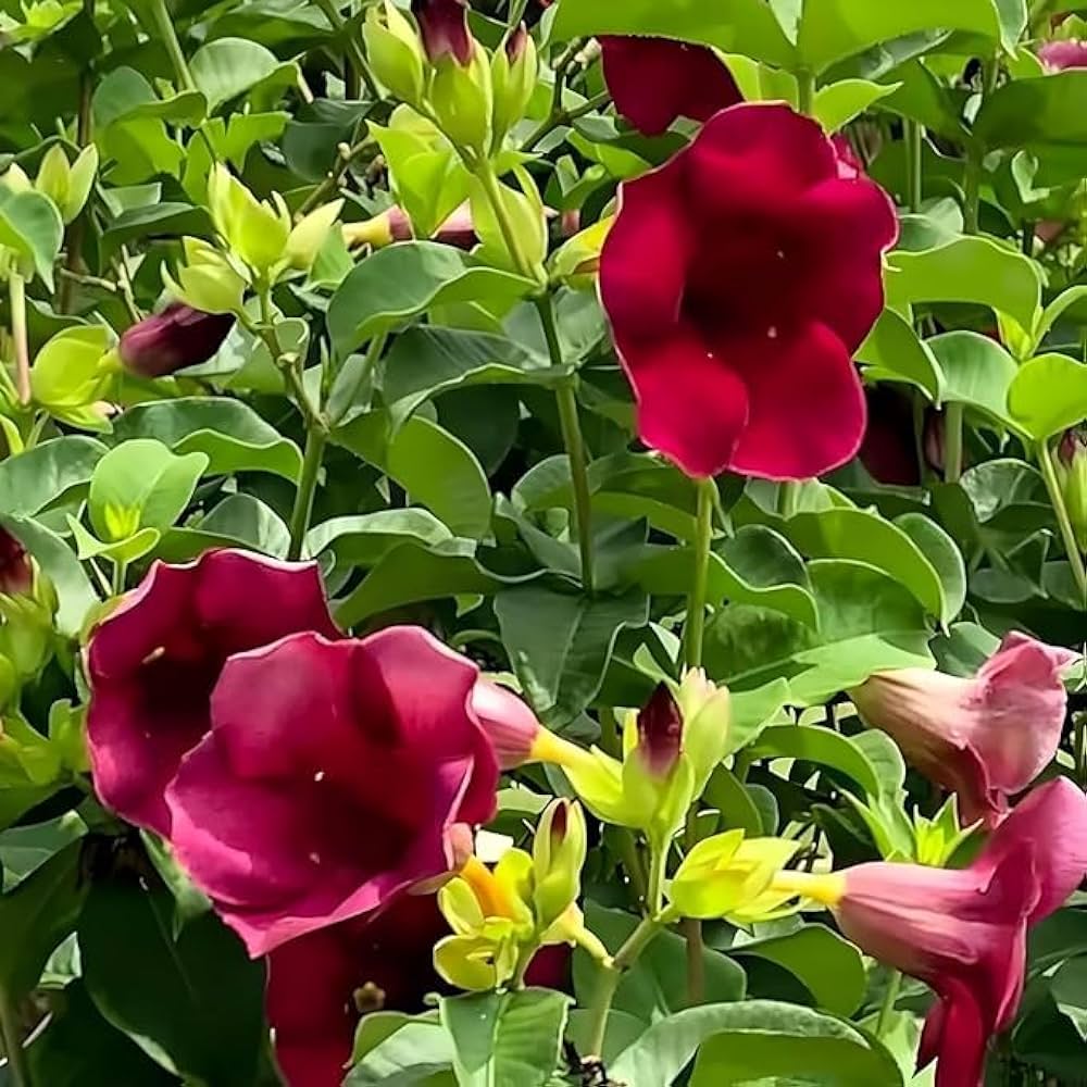 Allamanda Violacea Allamanda violacea for planting in tropical garden