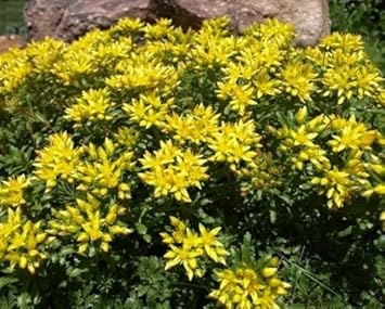 Yellow Sedum Kamtschaticum Flower seeds for Planting - Shade Tolerant, Heirloom & GMO Free Seeds for Home Garden
 
 Sale for planting in home garden