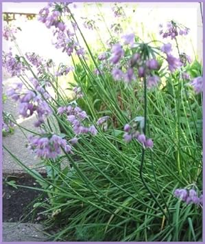 Purple Cernuum Flower seeds for Planting - Hardy Variety, Heirloom & GMO Free Seeds for Home Garden
 
 Sale for planting in home garden