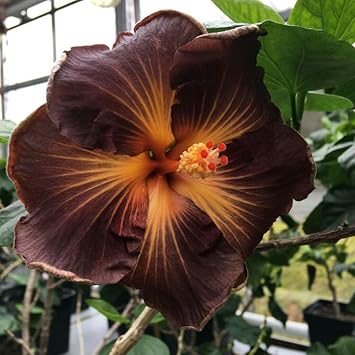 Vibrant Brown Orange Hibiscus Seeds For Colorful Garden Arrangements Flower