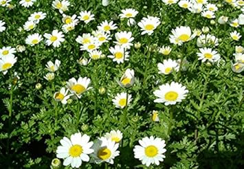 Leucanthemum Flower seeds for Planting - Vibrant Colors, Heirloom & GMO Free Seeds for Home Garden
 
 Sale for planting in home garden.
