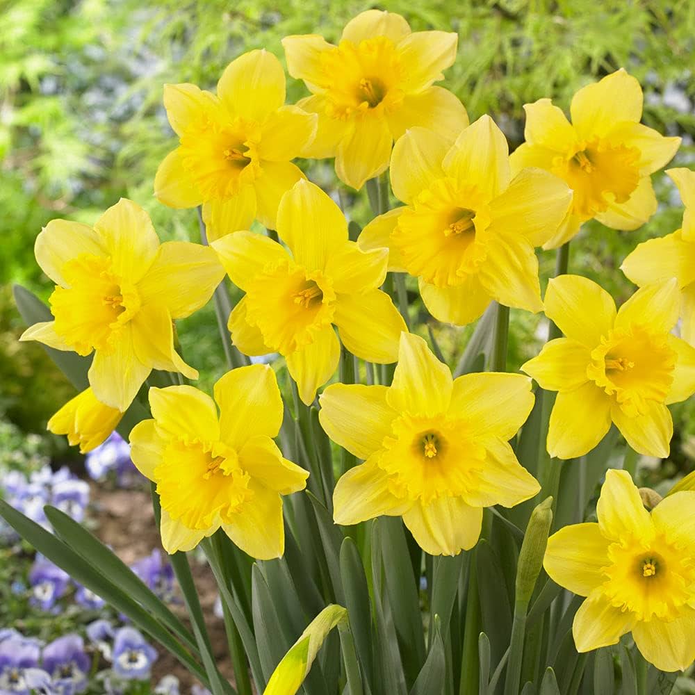 Daffodil Seeds - Pale Yellow Flowers For Easy Planting And Stunning Blooms Flower