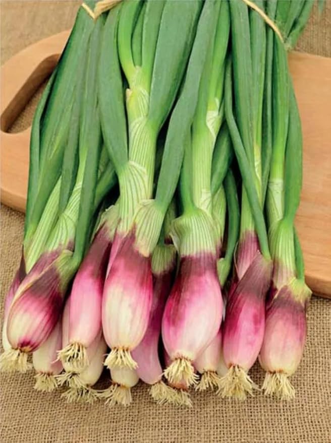 Welsh Onion Vegetable Allium fistulosum for planting in vegetable patch