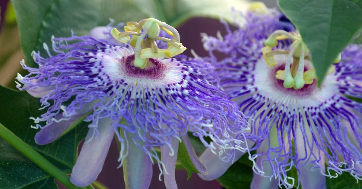 Passiflora Flower seeds for Planting - Colorful Display, Heirloom & GMO Free Seeds for Home Garden
 
 Sale seeds for home garden