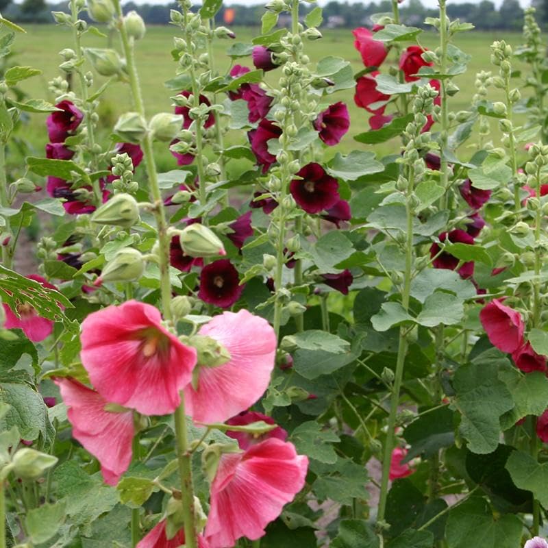 Orange Hollyhock Alcea rosea seeds for planting in flower bed