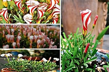 Mixed Oxalis Flower seeds for Planting Long Bloom Season Heirloom & GMO Free Seeds for Home Garden 
 
 Sale for planting in home garden