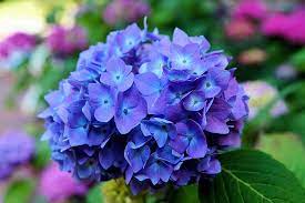 Blue Hydrangea Seeds For Lush Planting