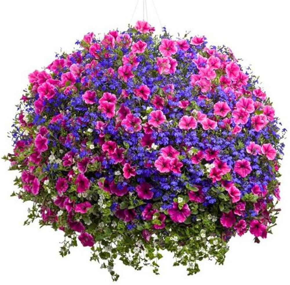 Hanging Petunia Melissa Original for planting