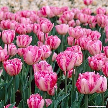 Purple Strongylodon Flower Seeds – Compact Growth Heirloom & NonGMO Seeds for Home Garden
 
 Sale for planting in home garden