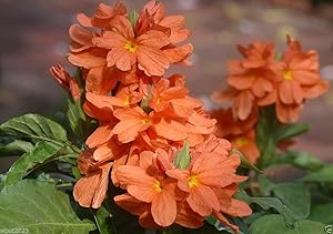 Crossandra Flower Crossandra infundibuliformis for planting in flower bed