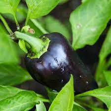 Deep Purple Bell Pepper Seeds For Planting Vegetable Seeds