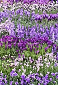 Red Cascade Flower Seeds for Planting Shade Tolerant Heirloom & GMO Free Seeds for Home Garden
 
 Sale for planting in home garden